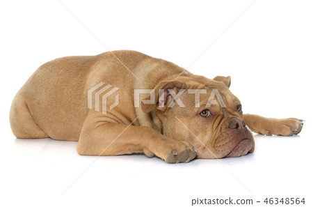 old english bulldog 46348564