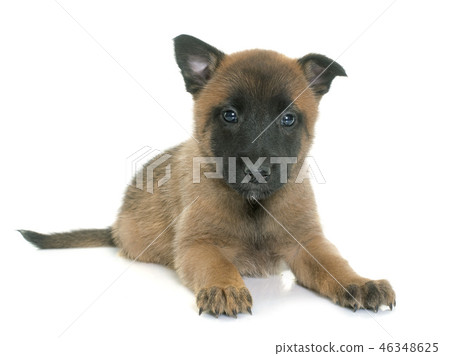 puppy belgian shepherd malinois 46348625