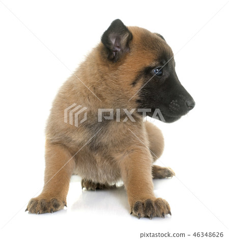puppy belgian shepherd malinois 46348626