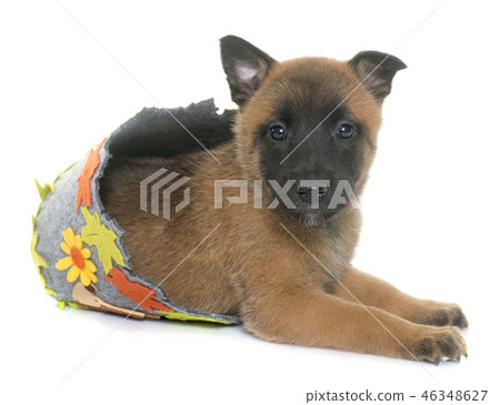 puppy belgian shepherd malinois 46348627
