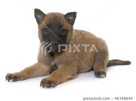 puppy belgian shepherd malinois 46348644