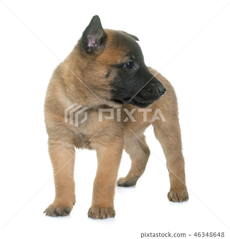 puppy belgian shepherd malinois 46348648