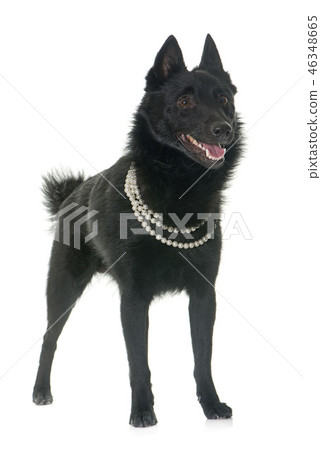 young Schipperke dog 46348665