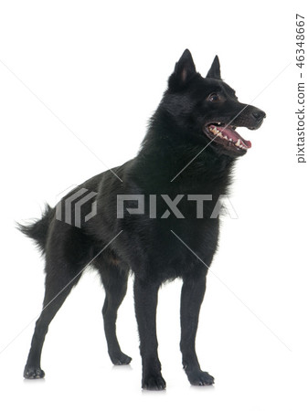 young Schipperke dog young Schipperke dog 46348667