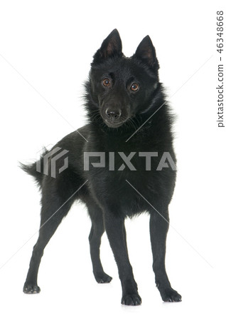 young Schipperke dog young Schipperke dog 46348668