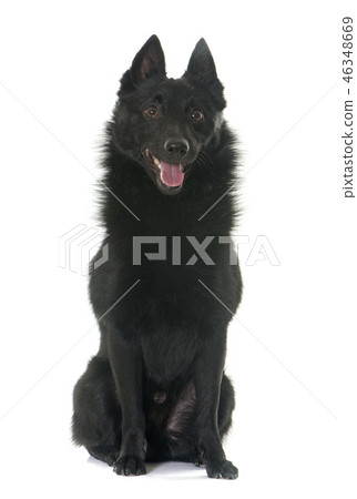 young Schipperke dog 46348669