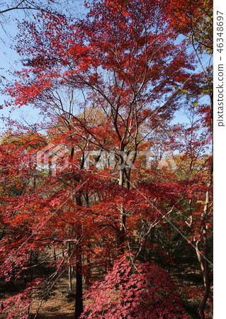 Autumn leaves Autumn leaves 46348697