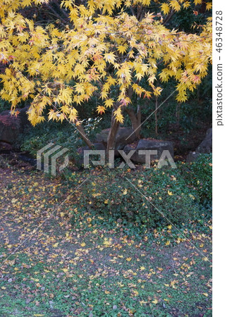Autumn leaves Autumn leaves 46348728
