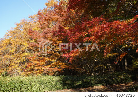 Autumn leaves Autumn leaves 46348729