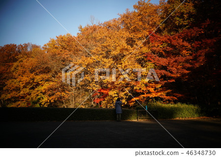 Autumn leaves Autumn leaves 46348730