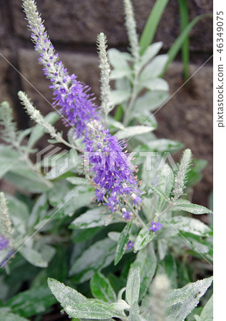 Touteiran blooming in the garden of a private house Touteiran blooming in the garden of a private house 46349075