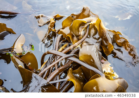 Seaweed at the coastline of north west Skye by Kilmuir - Scotland, United Kingdom Seaweed at the coastline of north west Skye by Kilmuir - Scotland, United Kingdom 46349338