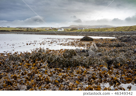 Seaweed at the coastline of north west Skye by Kilmuir - Scotland, United Kingdom Seaweed at the coastline of north west Skye by Kilmuir - Scotland, United Kingdom 46349342