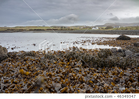 Seaweed at the coastline of north west Skye by Kilmuir - Scotland, United Kingdom 46349347