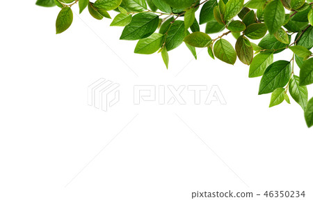 Green spring leaves for top corner arrangement 46350234