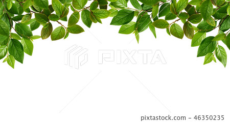 Green spring leaves for top border Green spring leaves for top border 46350235