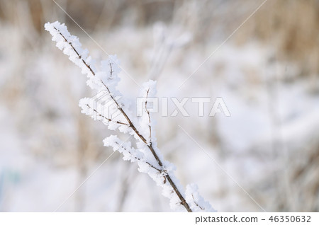 Close-up of hoarfrost grass stem on a cold sunny winter day 46350632