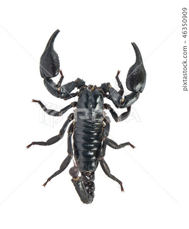scorpion on white background scorpion on white background 46350909