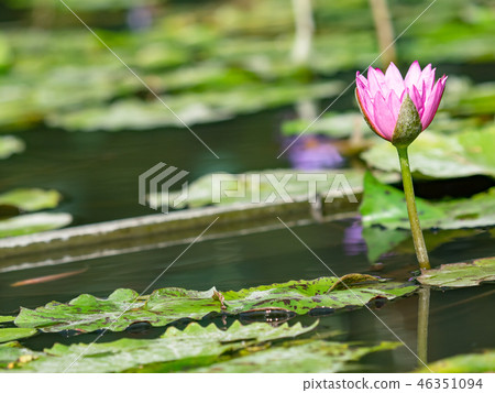 water lily/ pond/ park water lily/ pond/ park 46351094