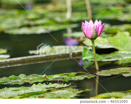 water lily/ pond/ park water lily/ pond/ park 46351095