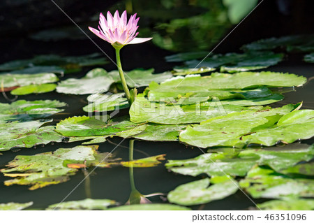 water lily/ pond/ park water lily/ pond/ park 46351096