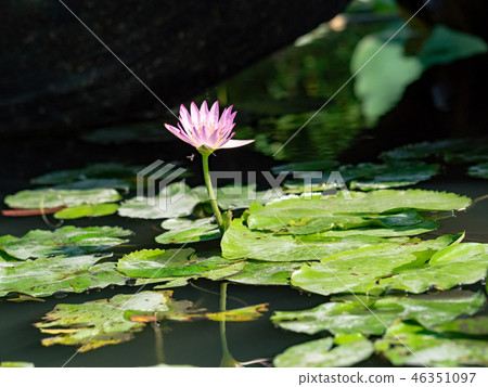 water lily/ pond/ park water lily/ pond/ park 46351097
