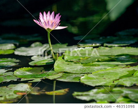 water lily/ pond/ park water lily/ pond/ park 46351098