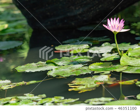 water lily/ pond/ park 46351100