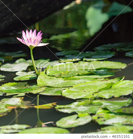 water lily/ pond/ park 46351101