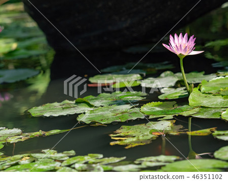 water lily/ pond/ park 46351102