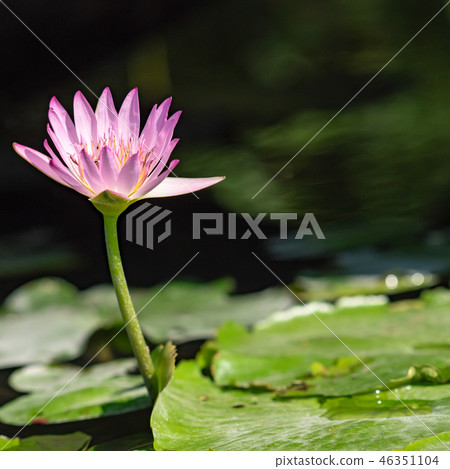 water lily/ pond/ park water lily/ pond/ park 46351104