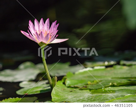 water lily/ pond/ park water lily/ pond/ park 46351105