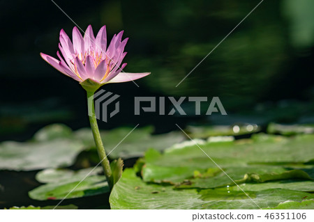 water lily/ pond/ park water lily/ pond/ park 46351106
