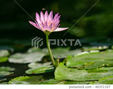 water lily/ pond/ park water lily/ pond/ park 46351107