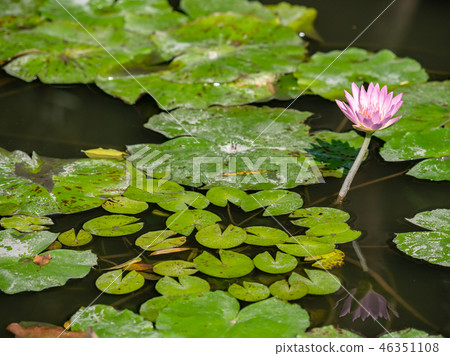 water lily/ pond/ park water lily/ pond/ park 46351108