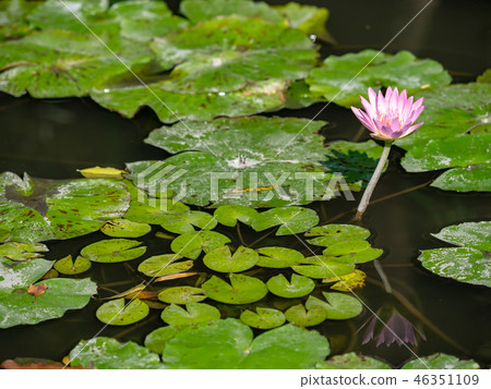 water lily/ pond/ park water lily/ pond/ park 46351109