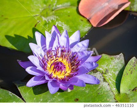 water lily/ pond/ park water lily/ pond/ park 46351110