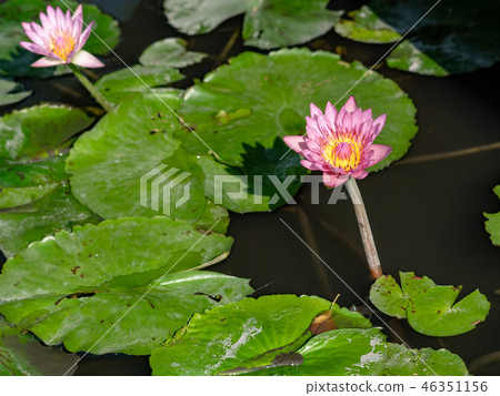 water lily/ pond/ park water lily/ pond/ park 46351156