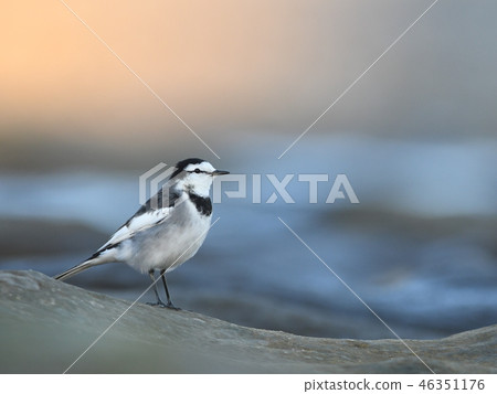 日落在晚上 46351176