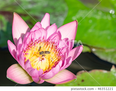 Bee on pink lotus flower Bee on pink lotus flower 46351221