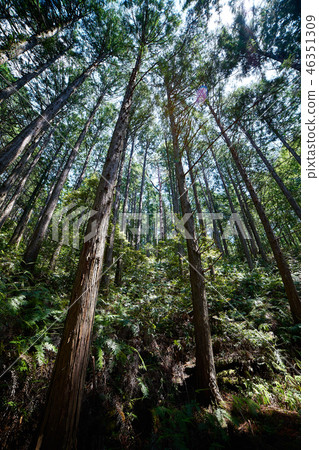 Kumano Kodo_Kanno Motomiya Taisha Course_No2 Kumano Kodo_Kanno Motomiya Taisha Course_No2 46351309