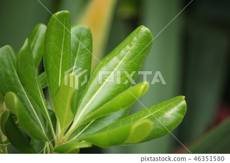 Tobera leaf 46351580