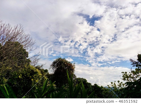 Under clear sky, unequal tree leaves show their own personalities. Under clear sky, unequal tree leaves show their own personalities. 46351592