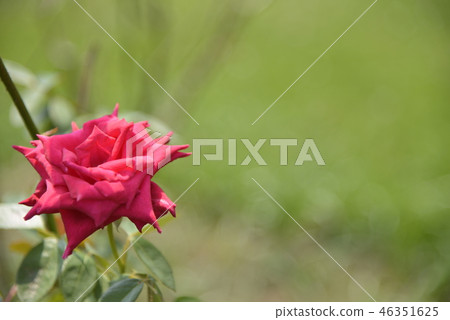 A red rose A red rose 46351625
