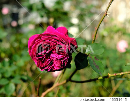 Winter rose 46351645