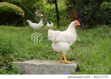 雞 46351737