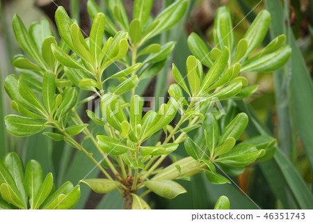Tobera leaf Tobera leaf 46351743