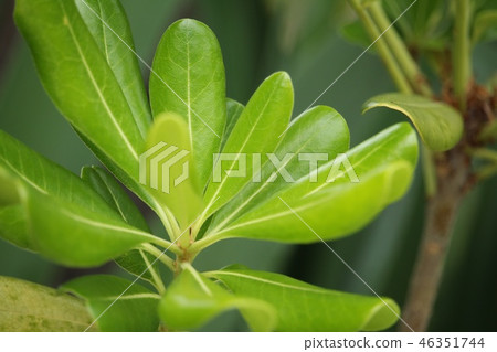 Tobera leaf Tobera leaf 46351744