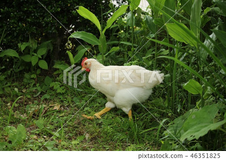 Chicken 46351825