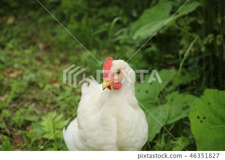 雞 雞 46351827